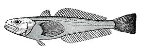 Descrição da imagem Gvozdarus svetovidovi 2nd known specimen.jpg.