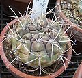 Miniatura para Gymnocalycium pflanzii