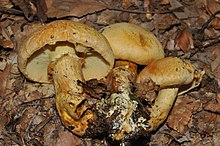 Gymnopilus validipes (Peck) Hesler 299026.jpg