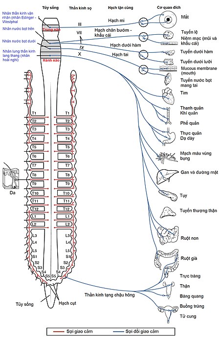 Hệ_thần_kinh_tự_chủ