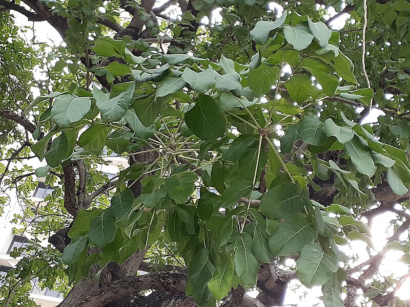 File:HK Central 愛丁堡廣場 Edinburgh Place 香港大會堂紀念花園 City Hall Memorial Garden green tree leaves November 2020 SS2 05.jpg