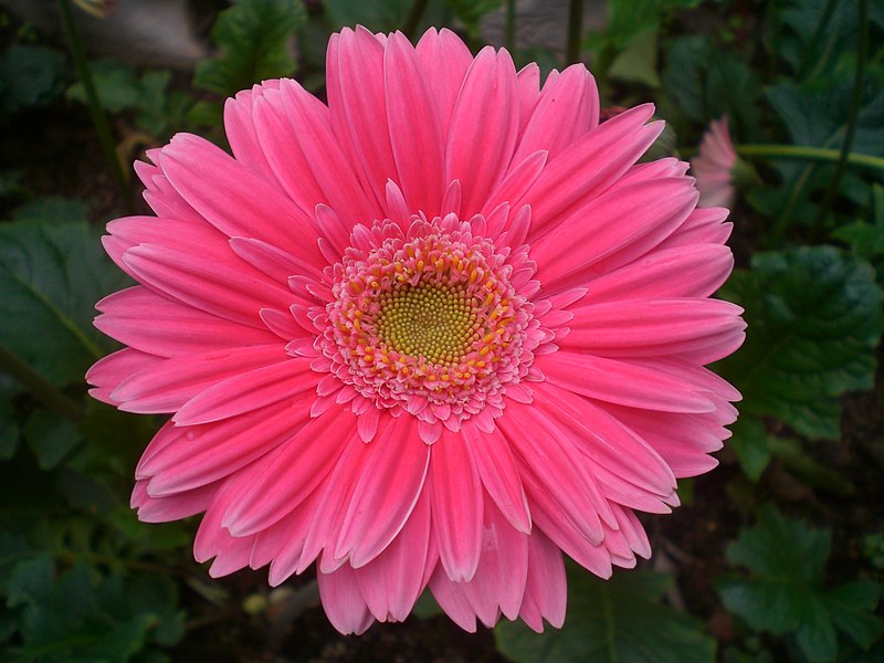 File:HK Sheung Wan Hollywood Road Park Flower in Pink.JPG