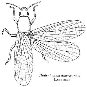 Protorthoptera