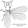 Thumbnail for Protorthoptera