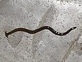 A hammerhead worm seen in Kolkata, India
