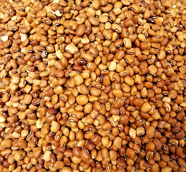 File:Haricot rouge cultivé au Bénin.jpg