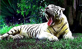 Harimau di Taman Safari Bali