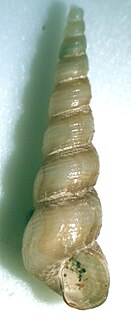 <i>Turritella cingulifera</i> Species of gastropod