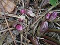 Helleborus orientalis subsp. abchasicus buds