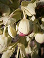 Helleborus foetidus close-up flower