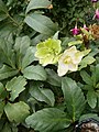 Helleborus niger - erratic flowering (17 September 2019)