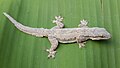 Hemidactylus platyurus (Flat tailed House Gecko).jpg