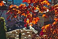 * Nomination Autumnal coloured oak leaves in Karlovy Vary. --Augustgeyler 03:26, 28 November 2021 (UTC) * Promotion  Support Good quality. --Commonists 11:34, 28 November 2021 (UTC)