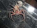 Heteropoda cervina