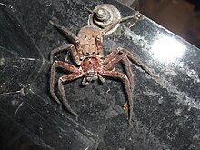 Heteropoda cervina.JPG