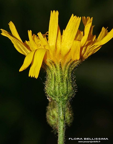 File:Hieracium vulgatum inflorescence (07).jpg