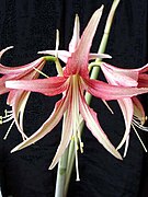 Hippeastrum