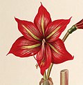 Thumbnail for Hippeastrum correiense