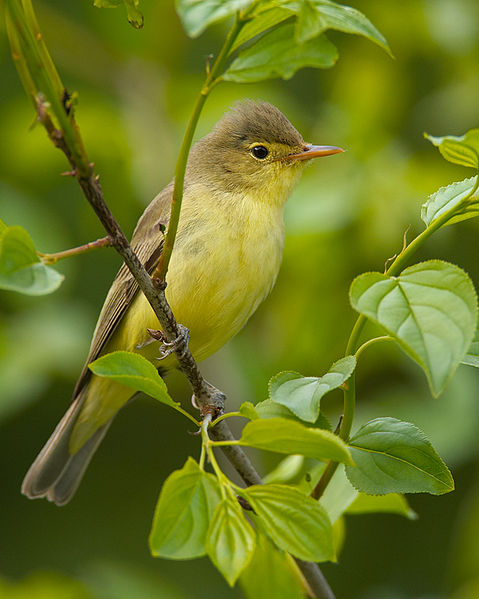 File:Hippolais icterina vogelartinfo chris romeiks R7F2916.jpg