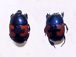 <i>Hister</i> (beetle) Genus of beetles