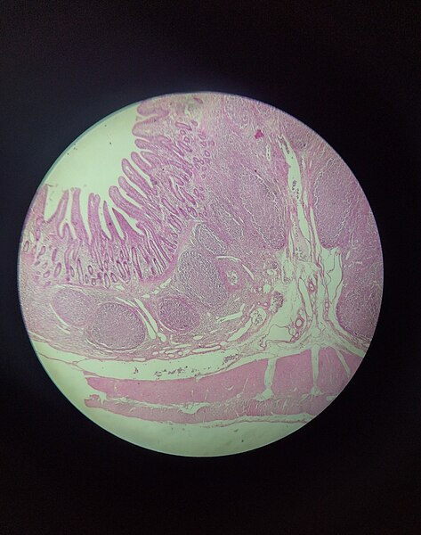 File:Histologia.jpg