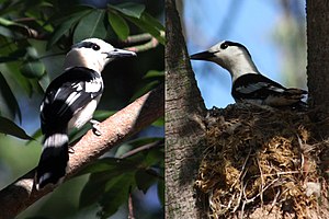 Hooked beak vanga (female), right on the nest