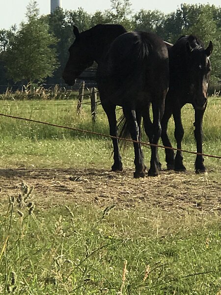 File:Horses Denderleeuw.jpg