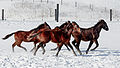 Koně na Moraine v Oak Ridges (5341750020) .jpg
