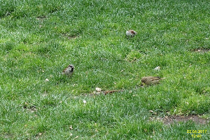 File:House Sparrows, El Retiro, Spain (34320000791).jpg