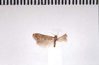 <i>Grypotheca triangularis</i> Species of moth