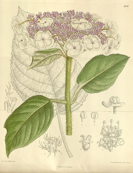 File:Hydrangea sargentiana 138-8447.jpg