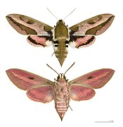 Hyles euphorbiae (Spurge Hawk-moth) mounted specimen, female