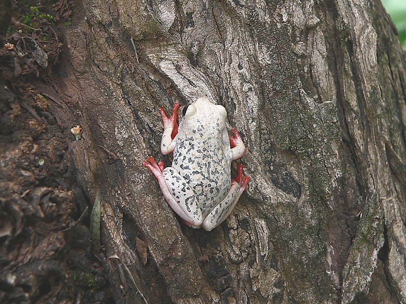 File:Hyperolius viridiflavus pantherinus.jpg