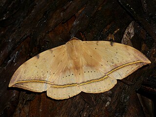 <i>Hypopyra megalesia</i> Species of moth