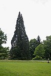 Sequoia tree (Sequoiadendron giganteum)