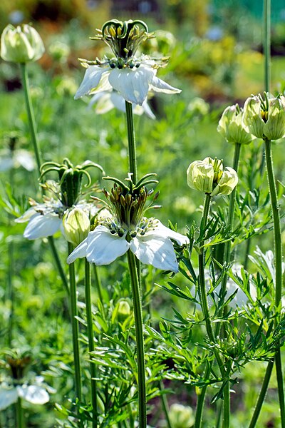 File:IMG 0503-Nigella sativa.jpg