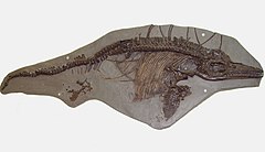 Ichthyosaurus breviceps 2.jpg