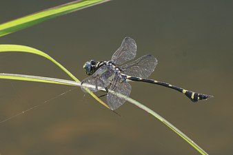 Ictinogomphus rapax male