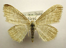 Idaea pallidata.jpg