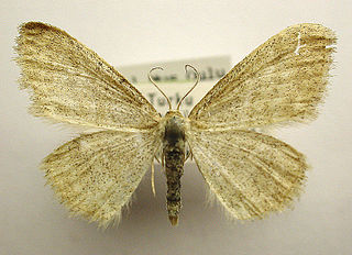 <i>Idaea pallidata</i> Species of moth