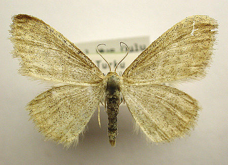 Idaea pallidata