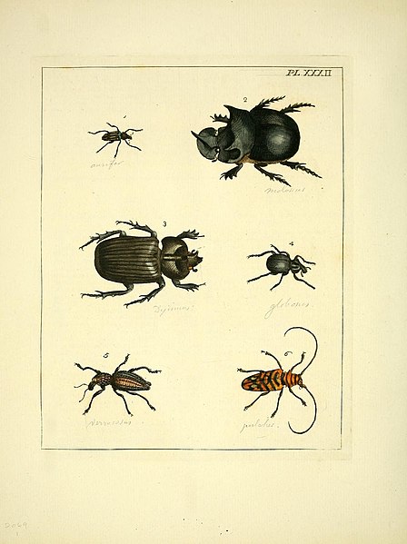 File:Illustrations of natural history (Pl. XXXII) (8119063567).jpg