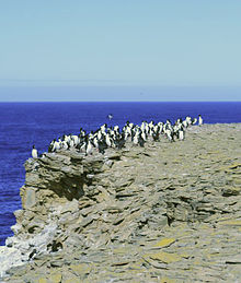 Pingvini sa otoka Sealion