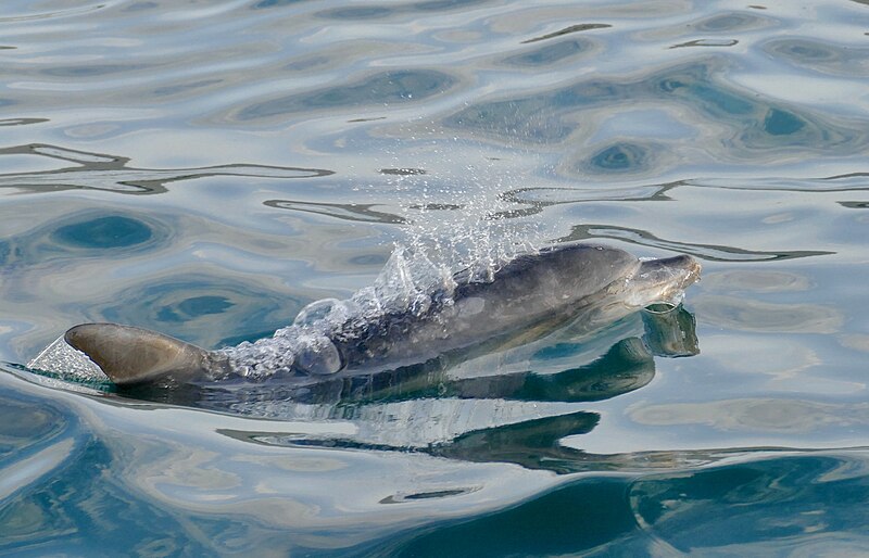 File:Indo-Pacific Bottlenose Dolphin (Tursiops aduncus) (51614827133).jpg