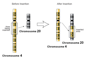 An illustration of an insertion at chromosome level Insertion-genetics.png