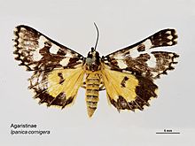 Ipanica cornigera dorsal.jpg