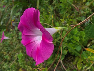 Ipomoea purpurea