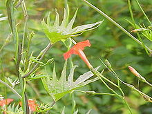 Ipomoea x sloteri (I. coccinea x I. quamoclit) 0.jpg