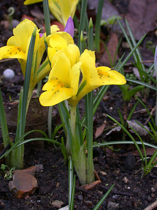 <i>Iris danfordiae</i> Species of plant