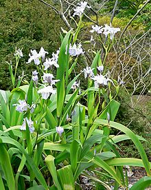 clump of Iris wattii Iris wattii 1.jpg